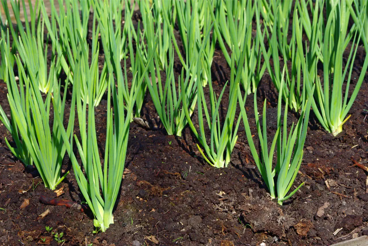 How to Grow Spring Onion from Seeds: Tips for a Continuous Harvest